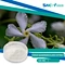 Factory Suppy 100% Natural Top Quality Cissus Quadrangularis Extract